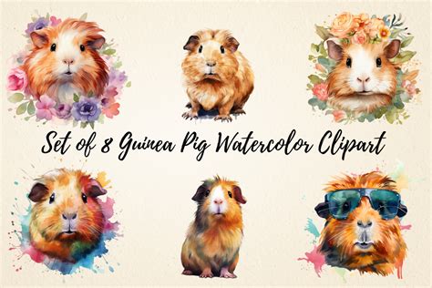 Guinea Pig Watercolor Clipart Graphic By Pcudesigns · Creative Fabrica