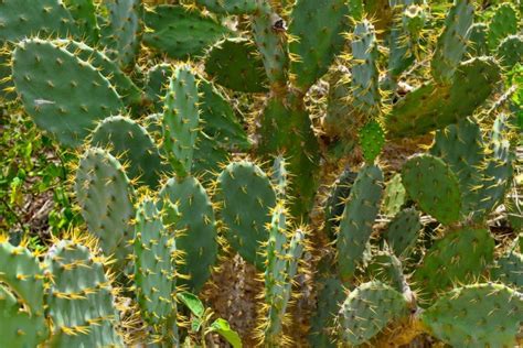 Nopal Caractéristiques Utilisations et Bienfaits Phytothérapie