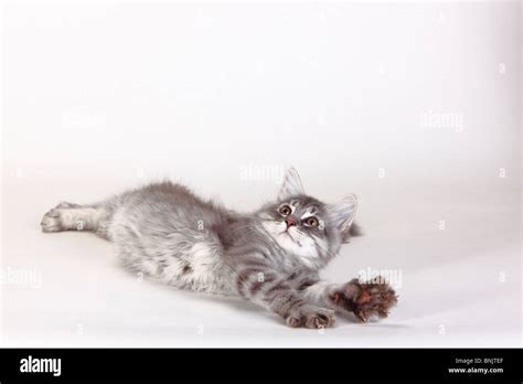 Bosques De Siberia Gatito Gato 3 Meses Azul Plata Atigrado Gato