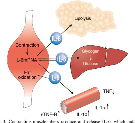 PDF The Anti Inflammatory Effect Of Exercise Semantic Scholar