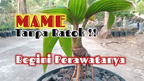 Perawatan Akar Dan Pelepah Bonsai Kelapa Mame Video Bonsaikelapa