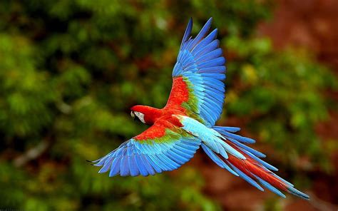 Flying Macaw Flying Parrot Hd Wallpaper Pxfuel