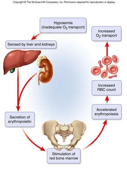 Erythrocyte Homeostasis Understanding The Role Of Red Blood Cells
