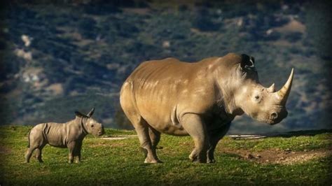 Albino Rhino