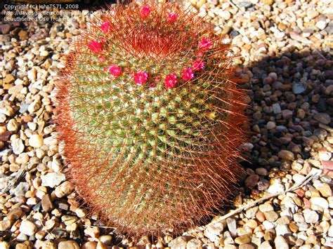 Plantfiles Pictures Red Headed Irishman Mammillaria Spinosissima By