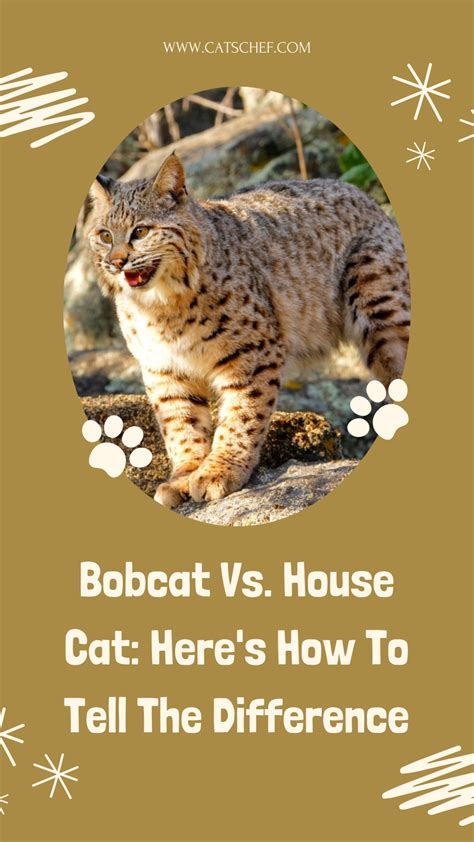 do bobcats attack house cats