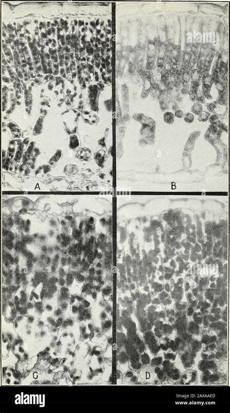 Pecan Rosette Its Histology Cytology And Relation To Other