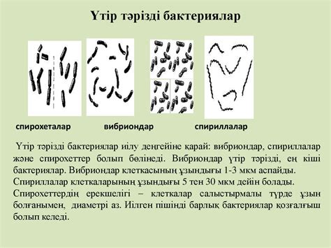 Микроорганизмдер систематикасы - презентация онлайн