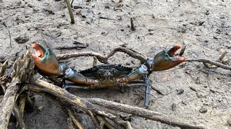 Wow So Big Crab Catch Crabs After Low Tide Amazing Youtube