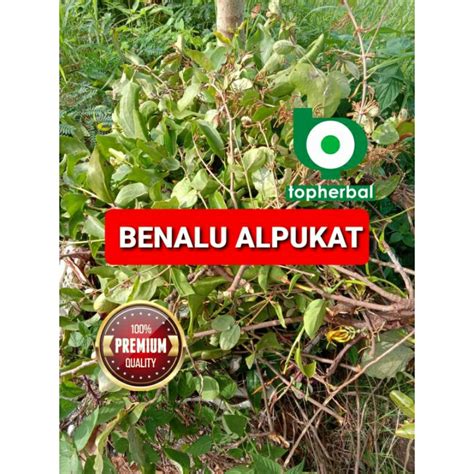 Jual Benalu Alpukat Kering Gram Shopee Indonesia