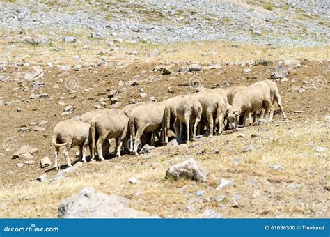 Rebanho Dos Carneiros Que Pastam A Grama Seca Foto De Stock Imagem De