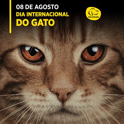 08 DE AGOSTO Dia Internacional do Gato Cão Cidadão