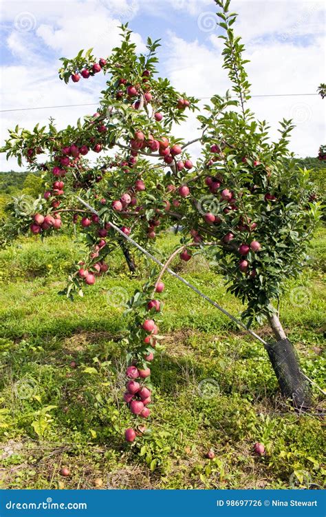 Apple Tree In Apple Orchard In Upstate Ny Stock Photo Image Of Pickin