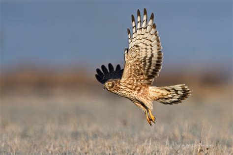 Kornweihe Naturfotografie G M Dahmen Bilder Fotos