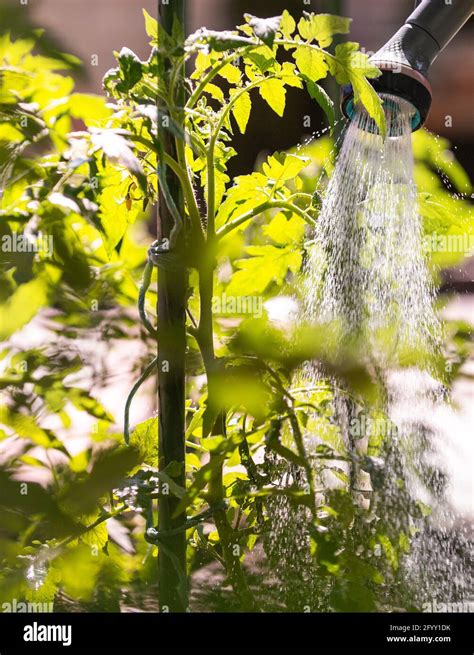 Watering Seedling Tomato Plant In Greenhouse Garden With Red Watering