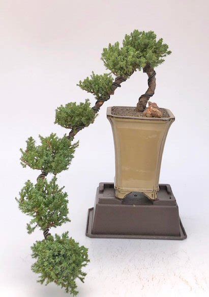 Juniper Bonsai Tree Cascade Style Juniper Procumbens Nana