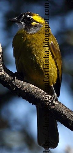 Biodiversity Of Sri Lanka Yellow Eared Bulbulpycnonotus Penicillatus