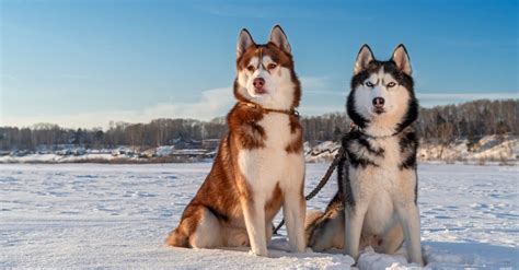 Siberian Husky Vs Wolf 5 Key Differences A Z Animals