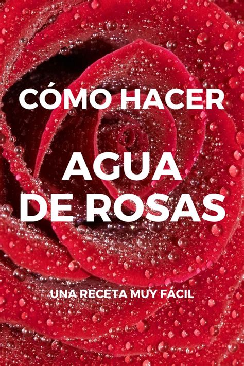 Cómo hacer agua de rosas Una receta muy fácil Agua de rosas