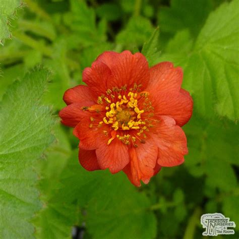 Buy Geum Mrs J Bradshaw Avens In The Uk