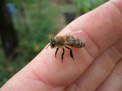 23 Spiritual Meanings Of Bee Sting Is It Good Or Bad Luck
