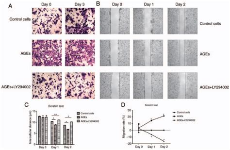 Ages Induce Invasion And Migration In Sw480 Cells A Transwell Download Scientific Diagram