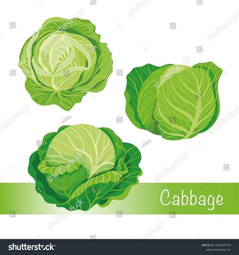 Cabbage Isolated: Over 41,612 Royalty-Free Licensable Stock Vectors ...