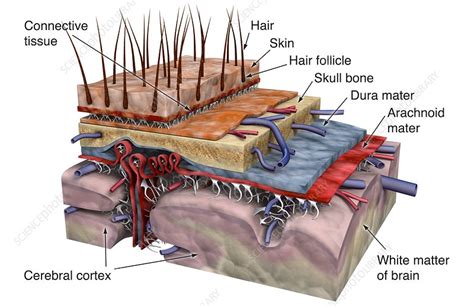 Layers Of Scalp Anatomy