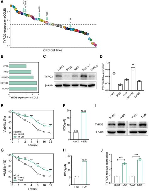 Tyro Promotes Tumorigenesis And Drug Resistance In Colorectal Cancer