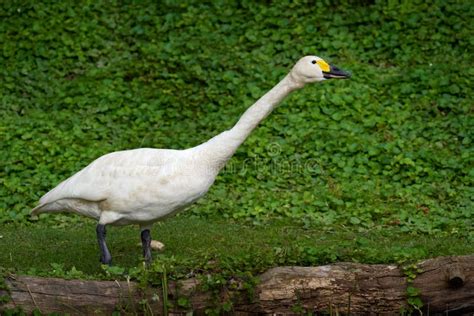 Bewick`s Tundra Swan, Cygnus Columbianus, Holarctic Swan in the Nature Habitat. Swan, Green ...