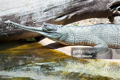 241 A Gharial Crocodile Stock Photos, High-Res Pictures, and Images - Getty Images