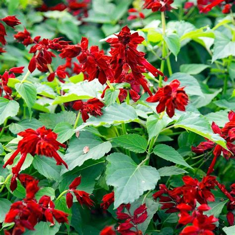 Salvia Splendens Saucy Red Salvia Garden Center Marketing