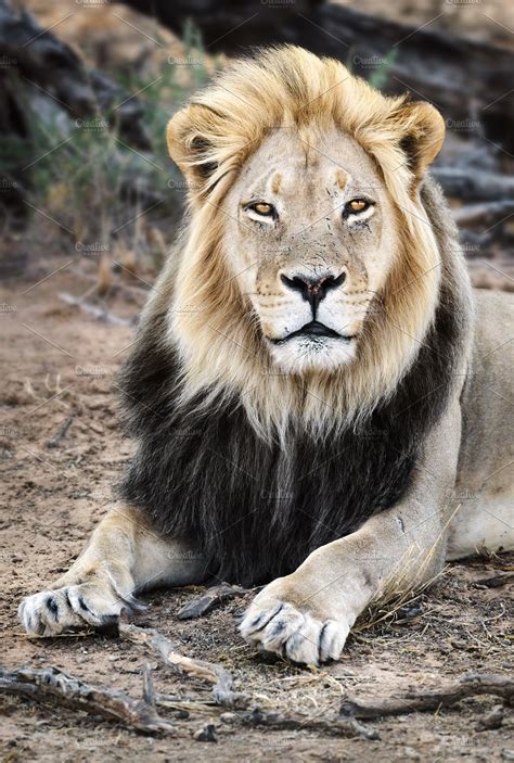 Black Maned Lion Portrait Close Up High Quality Animal Stock Photos