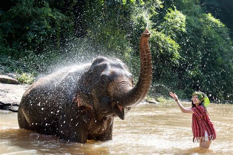 1 Day Walk Karen Culture Chiang Mai Elephant Friends