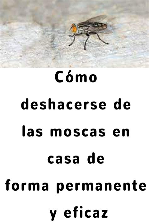 C Mo Deshacerse De Las Moscas De Forma Permanente Garden Pests