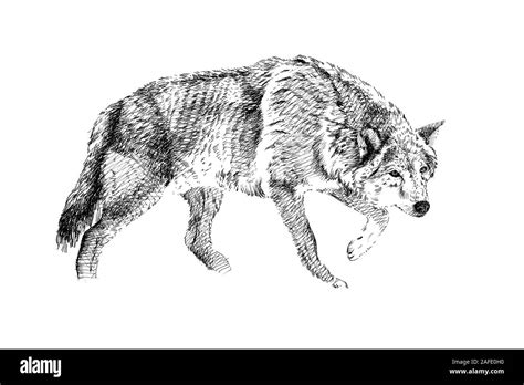 Hand Drawn Wolf Sketch Graphics Monochrome Illustration On White