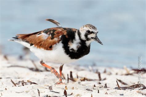 Ruddy Turnstone Cuba Arenaria Interpres Cayo Coco Cuba Flickr