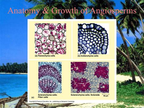 Anatomy Growth Of Angiosperms