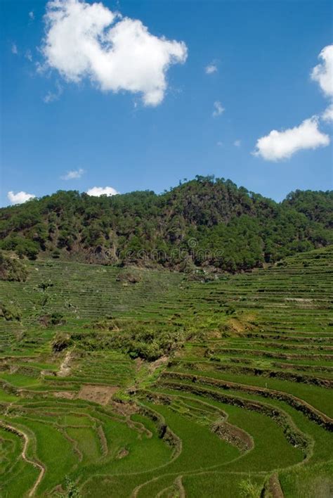 Rice Terraces Stock Image Image Of Terrace Rice Province 14327987