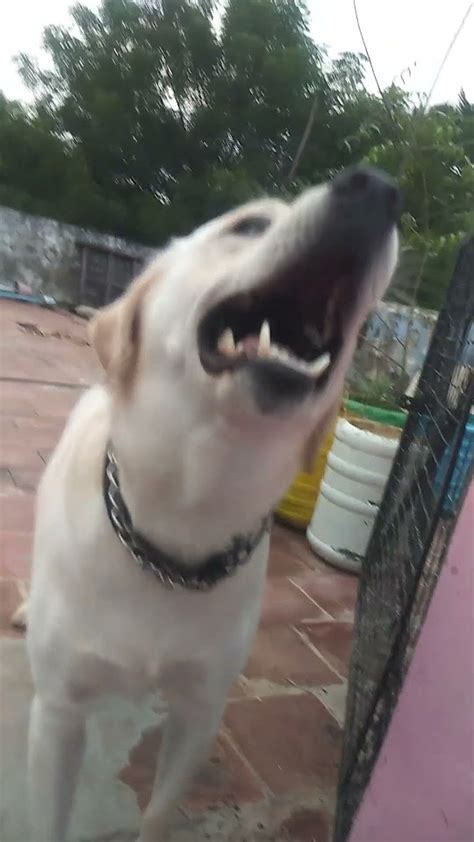 Expression King Youtube