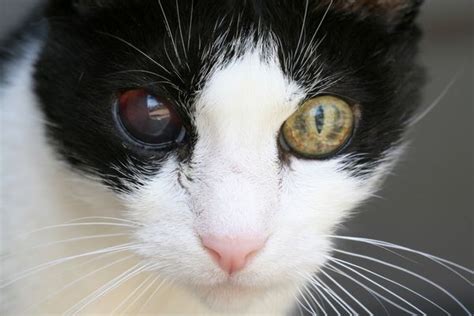 Hyperthyroidism In Cats Like Pushing The Pedal To The Metal Atlantic Veterinary Hospital