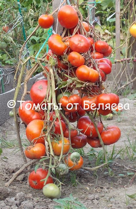 Томат Раннее чудо • Описание, ОТЗЫВЫ, Фото, Семена, Купить