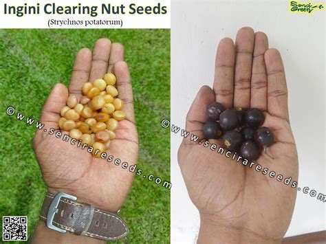 Home Senci Rare Seeds Area Buy Rare Seeds Buy Live Plants Online