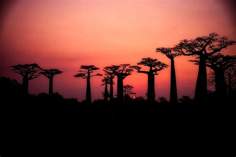 The Baobab: Tree Of Life | Madras Courier