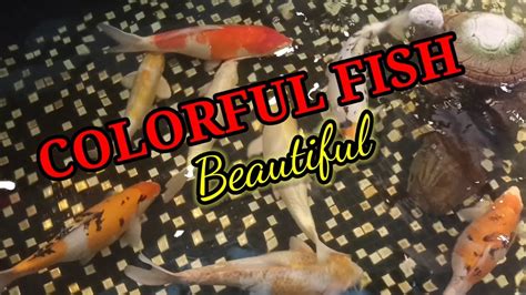 Colourful Fish 🐟 Singapore 🇸🇬 Youtube