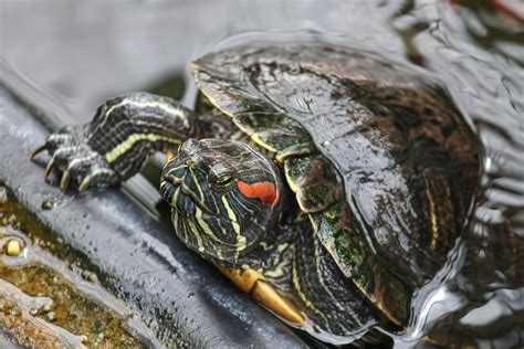 How To Take Care Of A Red Eared Slider Turtle | TurtlePets