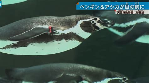 【楽しい♪】一緒に泳いでる気分に。アシカ、ペンギンも大喜び ️天王寺動物園の新施設🦁 Youtube