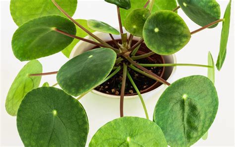 Comment Bien Planter Et Entretenir Une Pilea Peperomioides