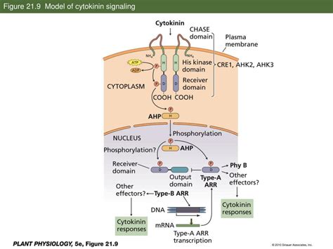 Ppt Cytokinins Regulators Of Cell Division That Function In