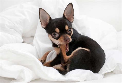 Dog Chewing on Leg | Possible Reasons and Remedies